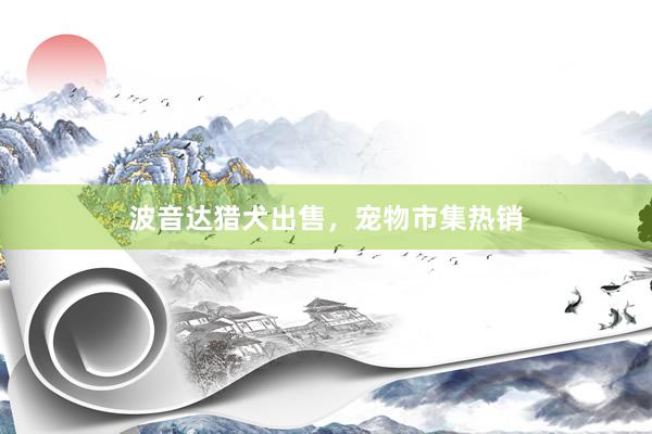 波音达猎犬出售，宠物市集热销