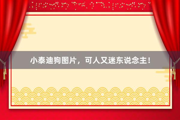 小泰迪狗图片，可人又迷东说念主！