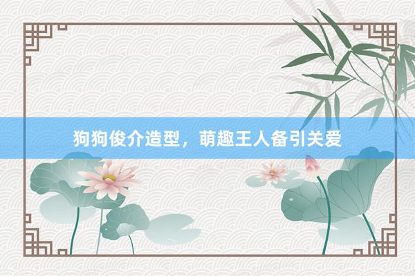 狗狗俊介造型，萌趣王人备引关爱